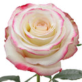 Sweetness Rose