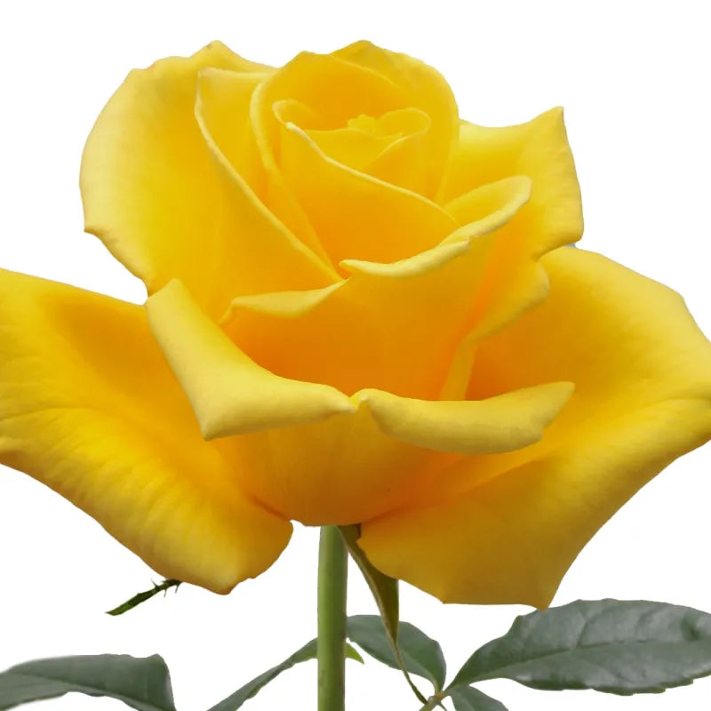 Texas Rose