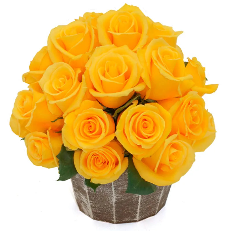 Texas Rose