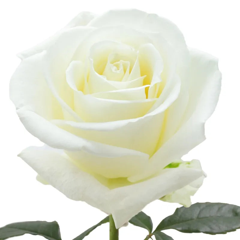 Tibet Rose