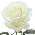 Tibet Rose