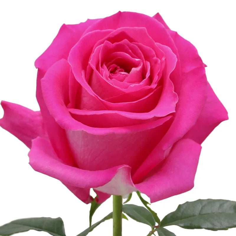 Topaz Rose