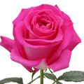 Topaz Rose