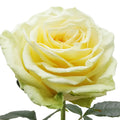 Toscana Rose