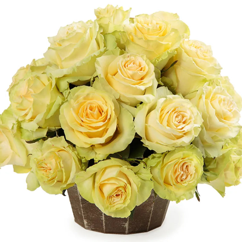 Toscana Rose