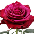 Venturoso Rose