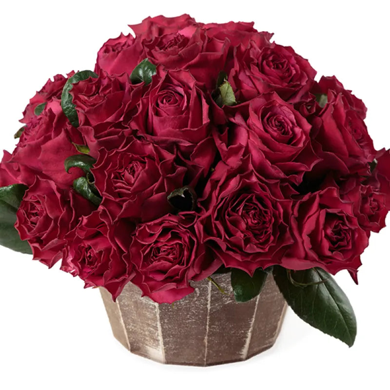 Venturoso Rose