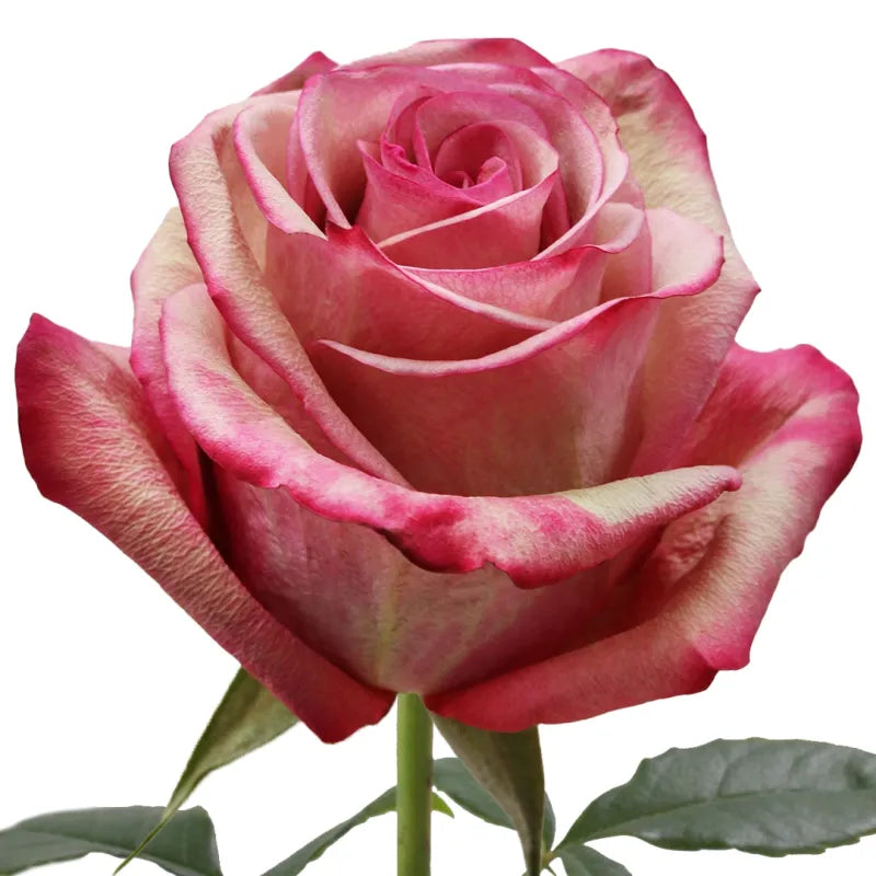 Vintage Rose