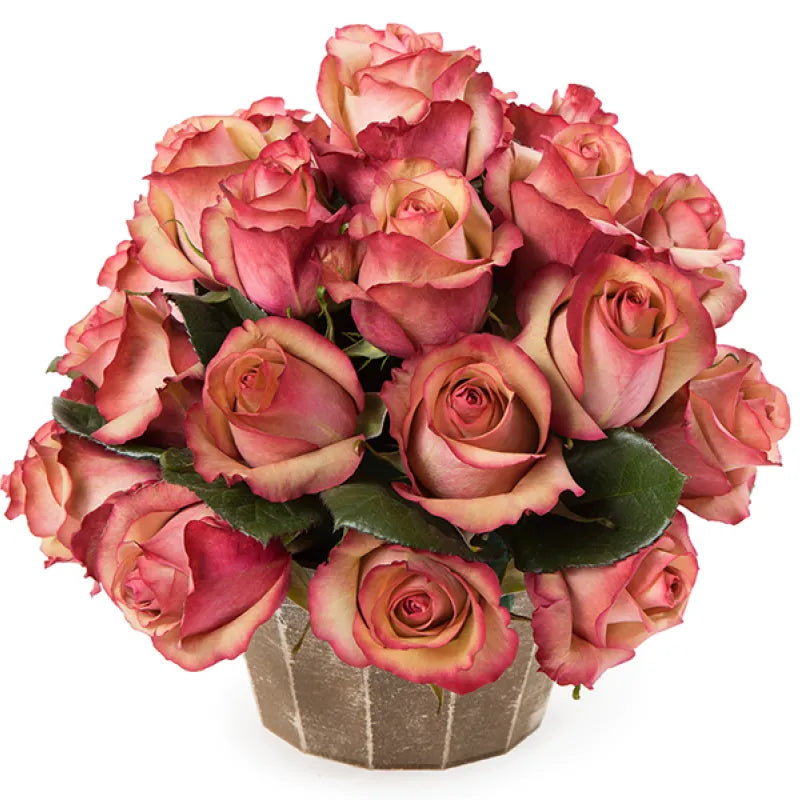 Vintage Rose