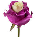 Tinted White Heart Rose