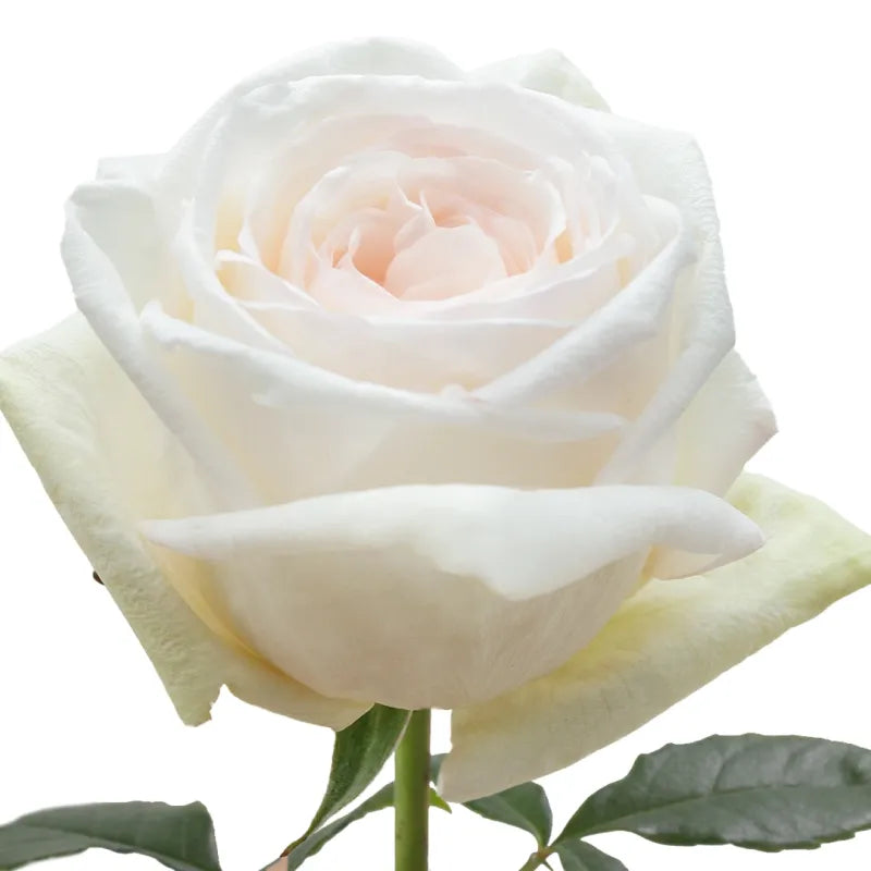 White Ohara Rose