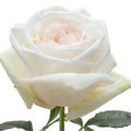 White Ohara Rose