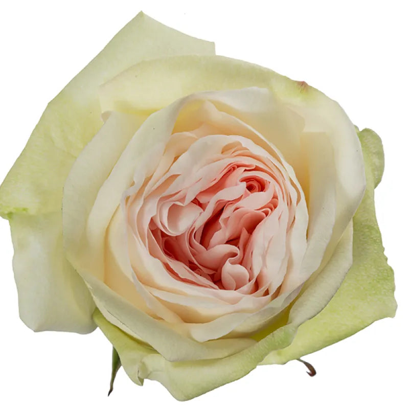 White Ohara Rose