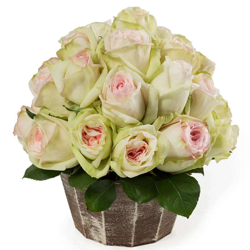 White Ohara Rose